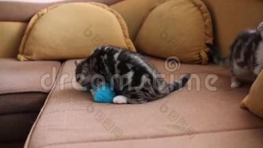 小猫苏格兰褶皱猫玩苏格兰褶皱和苏格兰直。